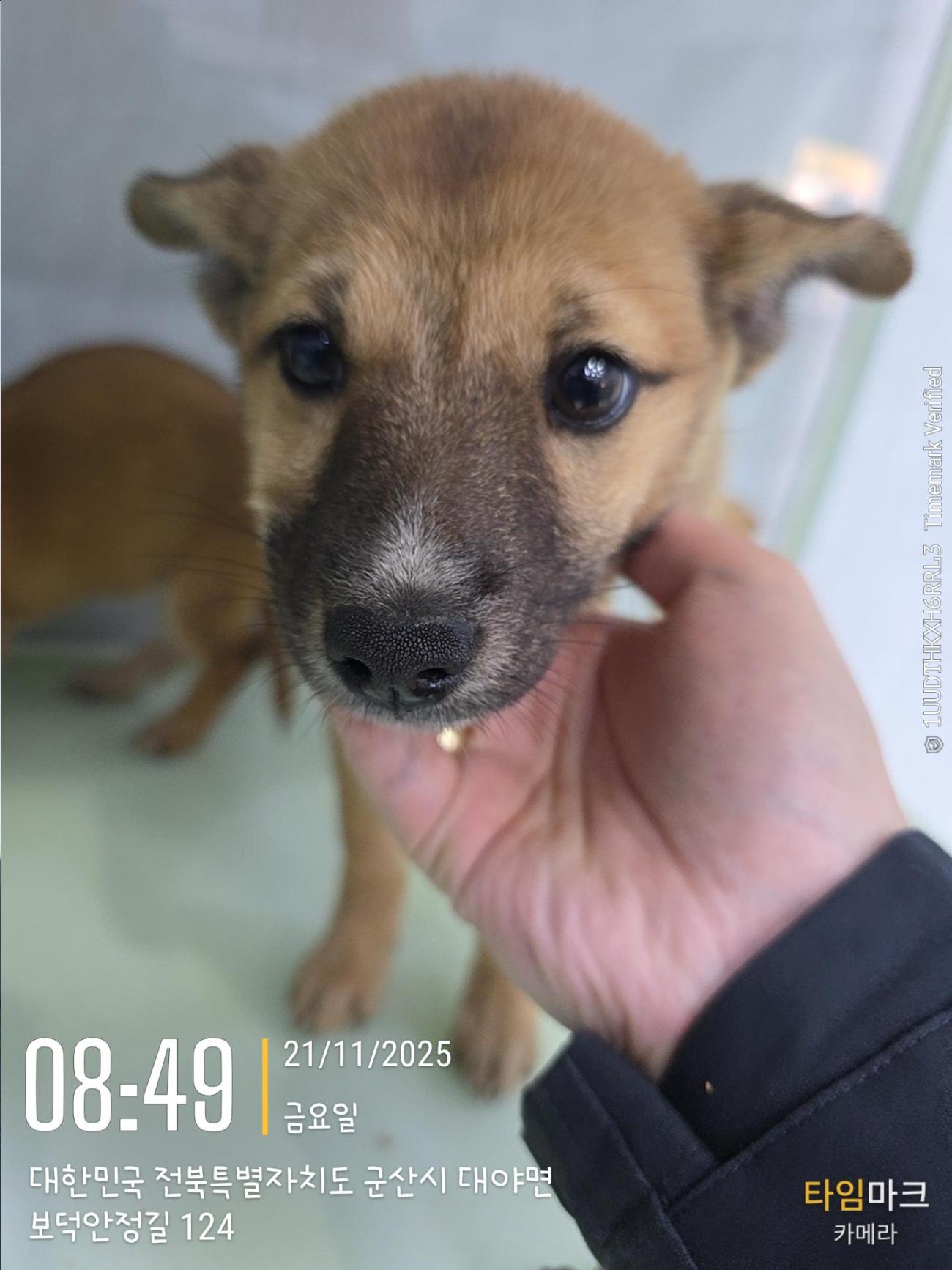 보호중 믹스견의 가…